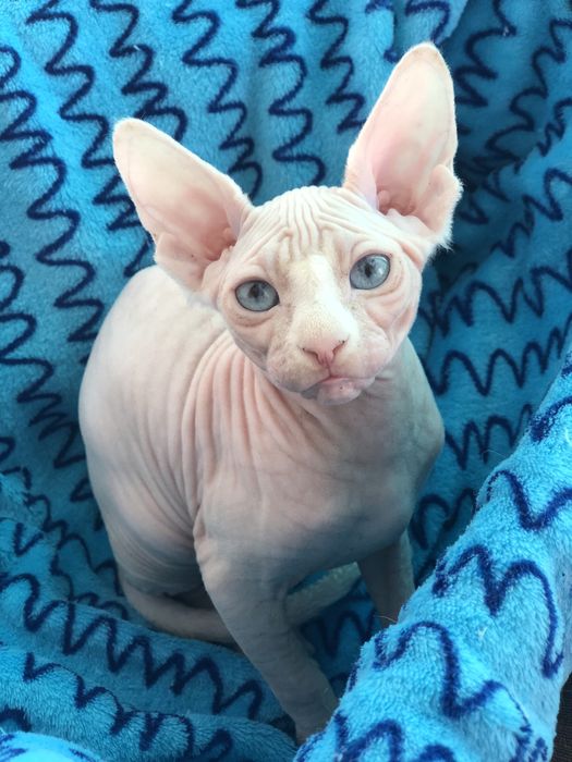 Дуже яскраві очі