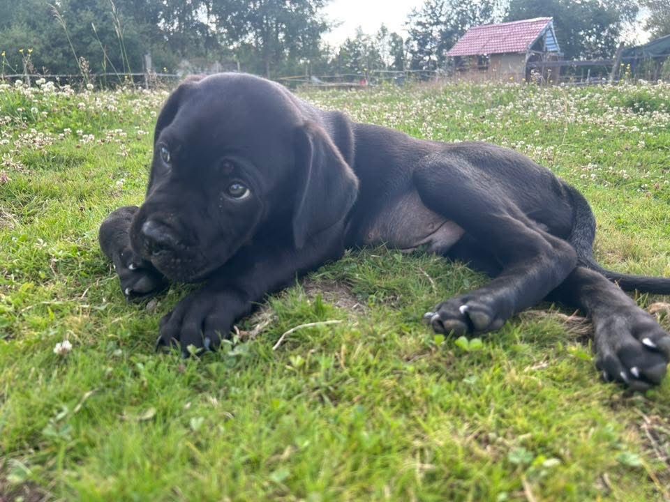 cane corso suczka mocnej budowy do odbioru