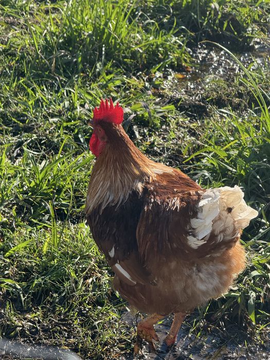 Vendo galo com 11 meses