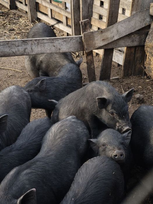 Вьетнамские свиньи от 6 месяцев