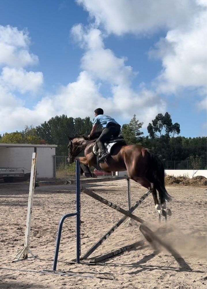 Cavalo PSI para venda