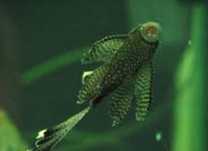 Ancistrus long fim 4 a 5cm