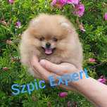 Sunia mini 3mc. pomeranian po rodzicach FCI