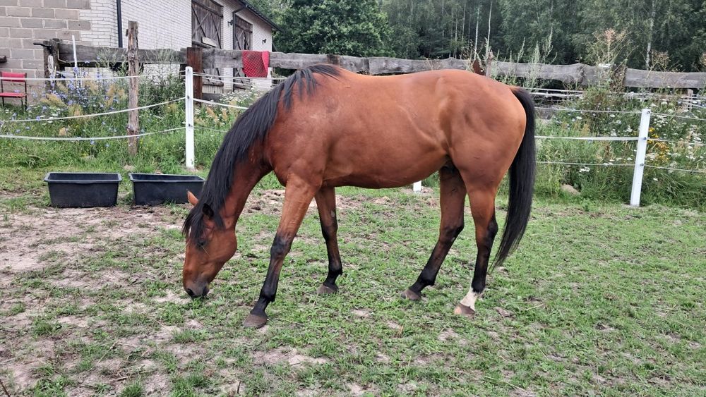 Sprzedam 5 letniego wałacha