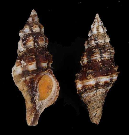 Muszle morskie- Fusinus cinereus
