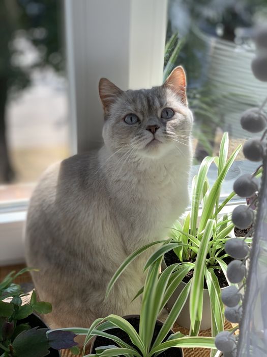 Кошеня шотландська сіра шиншила