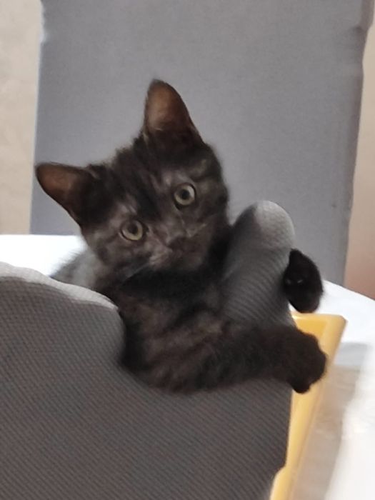 Котик шукає люблячу родину