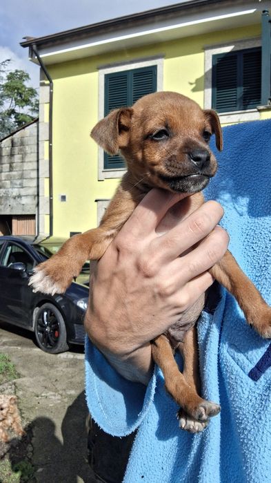 Dá-se cafezinhos bebés