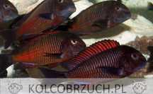 Tropheus sp. Moliro Red - pokolenie F1 - dowóz, wysyłka
