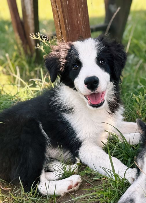 Border Collie szczenię Zkwp Fci