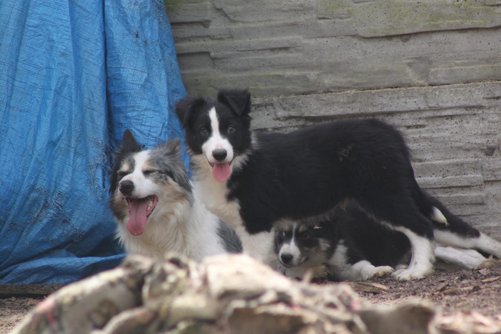 Piesek Border Collie z kompletem szczepień