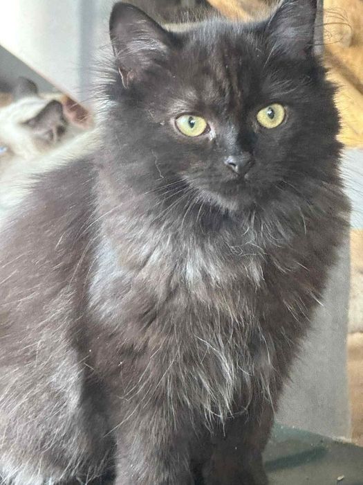 Czarny kot po Championach rodowód FPL FIFE kot syberyjski Neva Masqu
