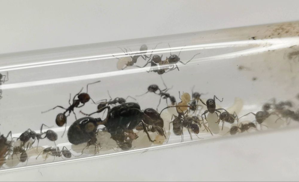 Kolonia królowa mrówki messor barbarus kolonia 6-15 robotnic  Rezi