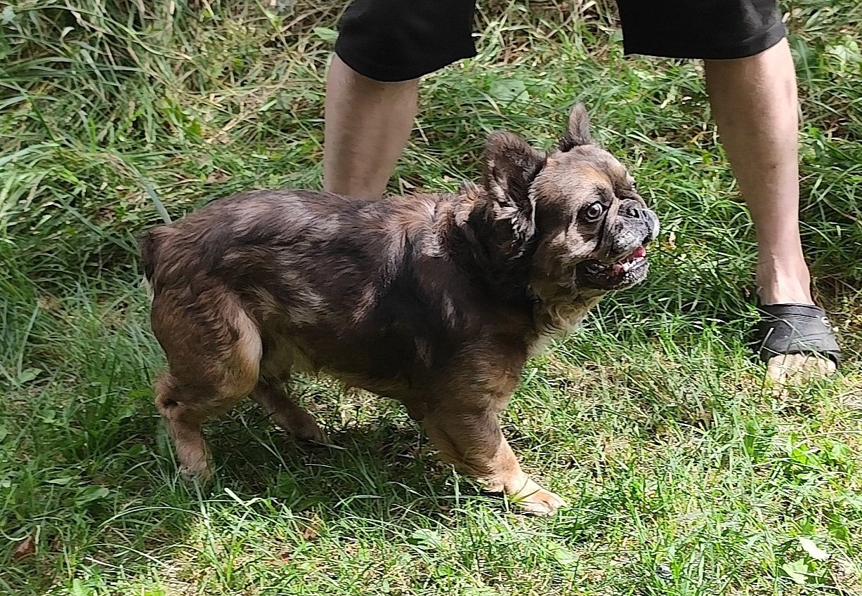 Buldog francuski piesek