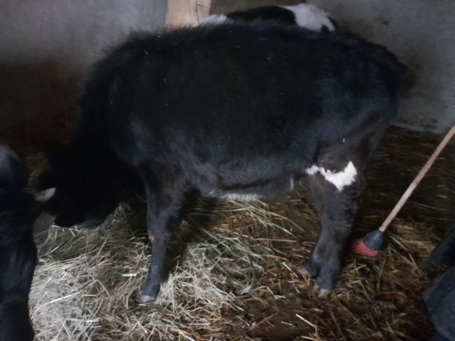 Продам бычка и телочку