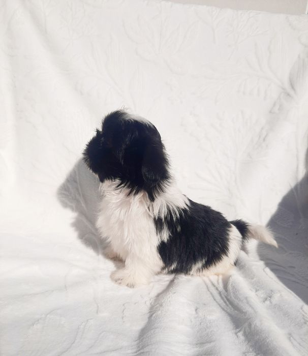 Shih tzu piesek czarno-biały