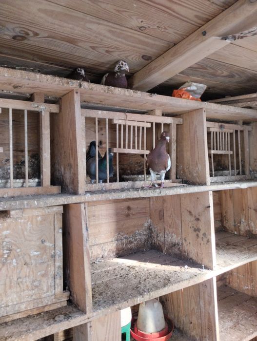 Sprzedam gołębie pocztowe