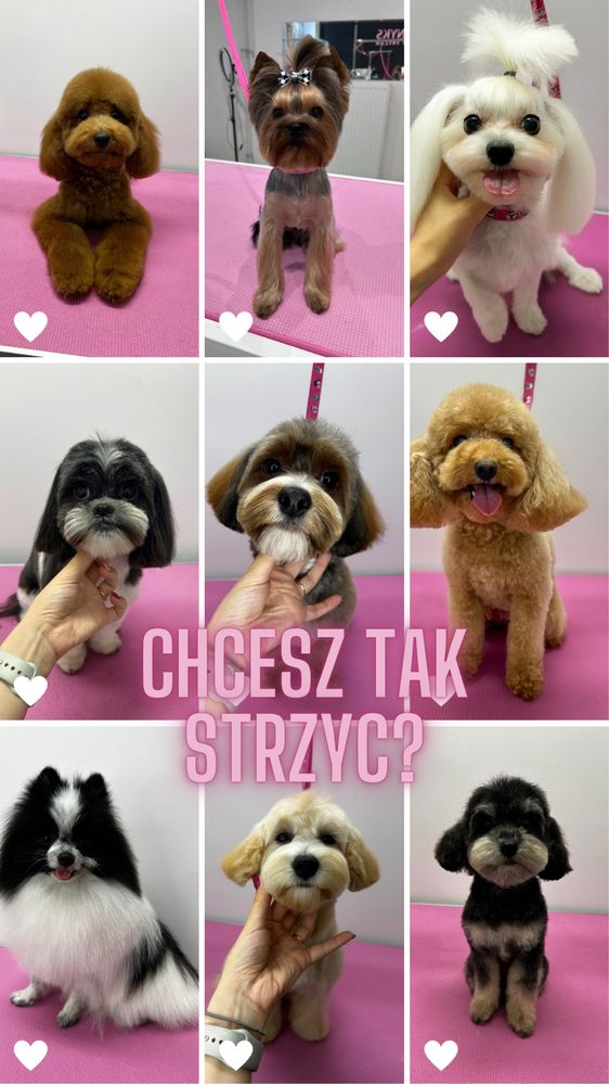 Kurs strzyżenia psów. Kurs groomerski. Kurs groomingu Psi Fryzjer