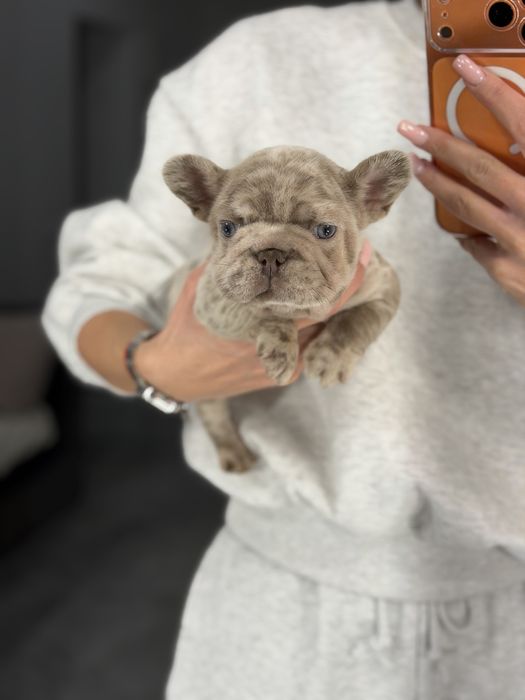Девочка французский бульдог мини