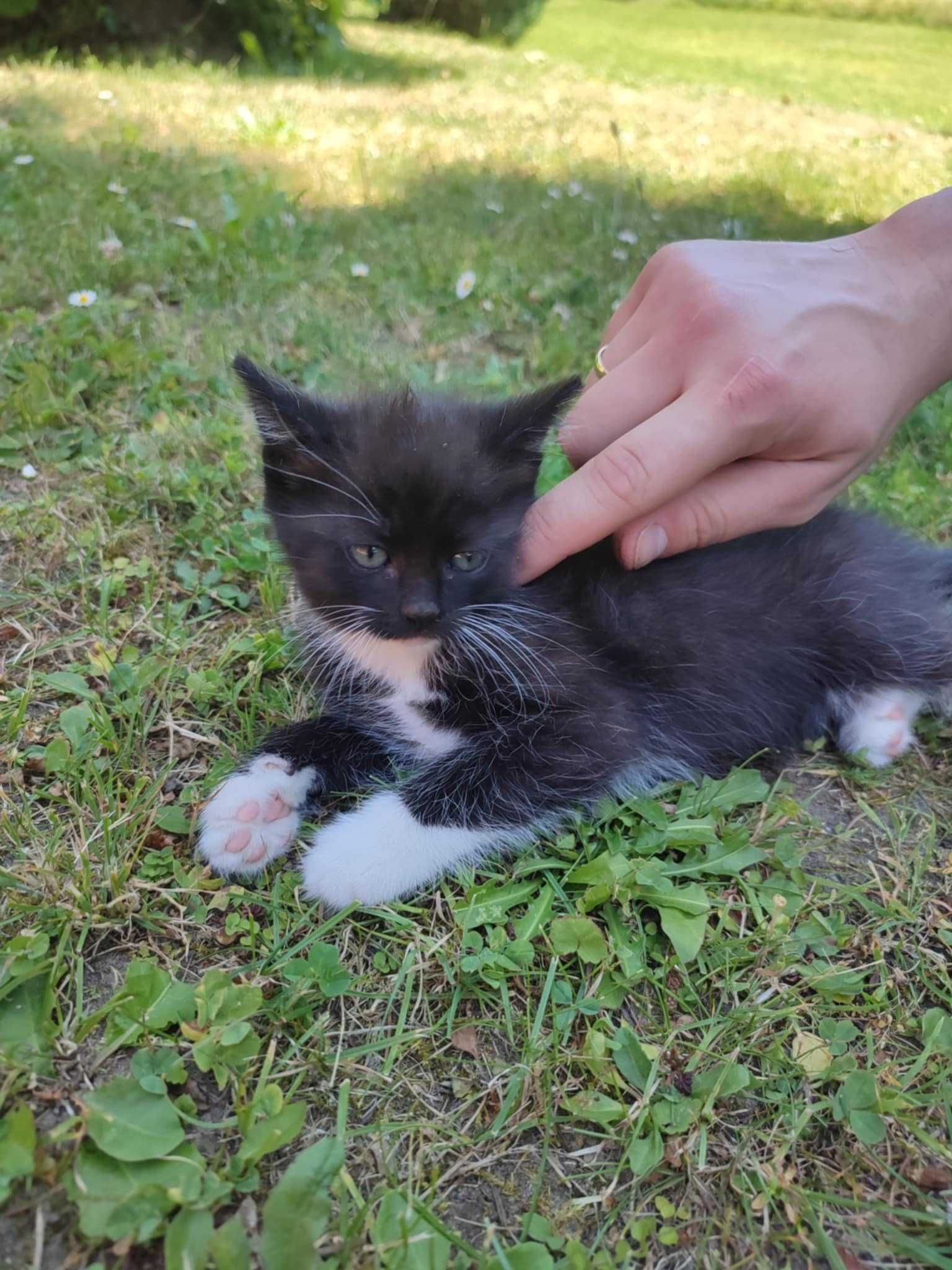 Oddam małego kotka w dobre ręce!