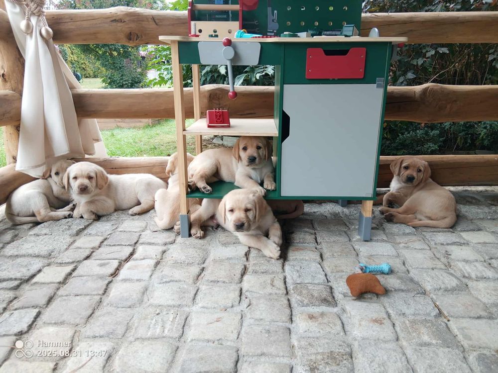 Labrador Retriever - biszkoptowy z rodowodem - gotowy do odbioru.