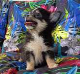 Chihuahua piesek mini XS długowłosy