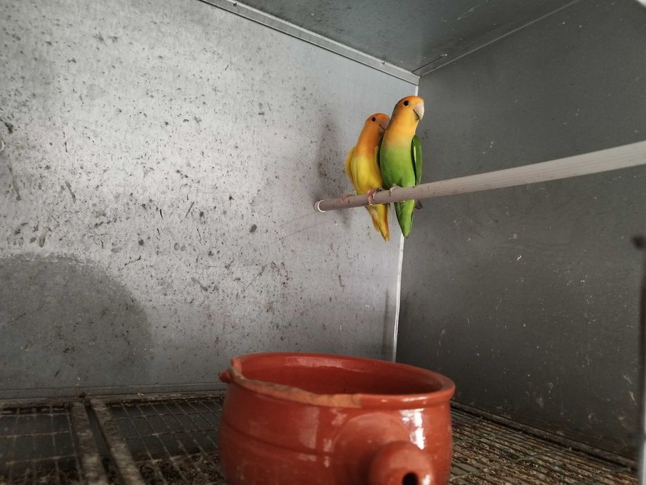 Agapornis Roseicollis Casais adultos reprodutores