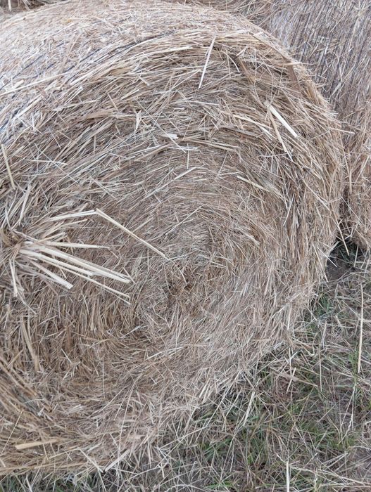 Sprzedam siano baloty