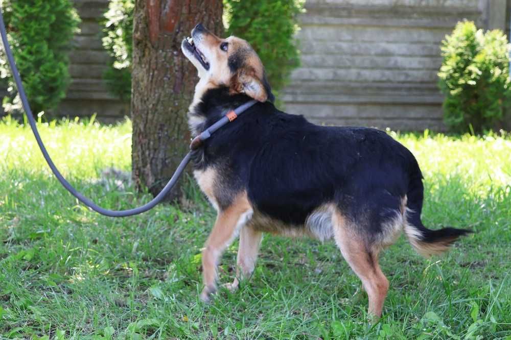 104969 Ząbek do adopcji