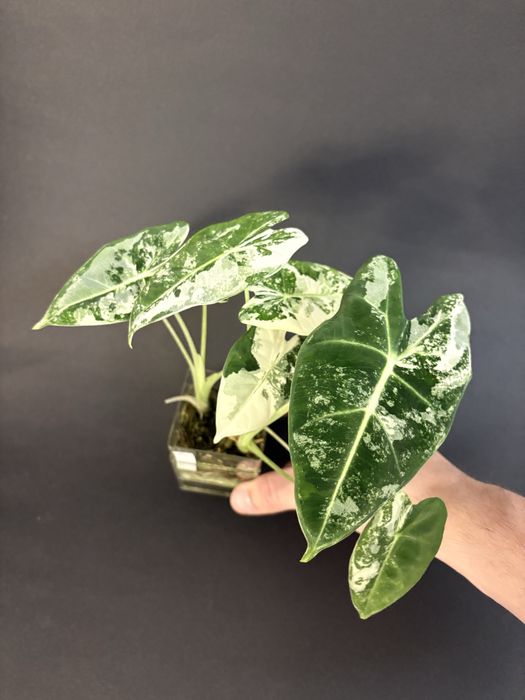 Alokazja - nadwyżki - gęsto!