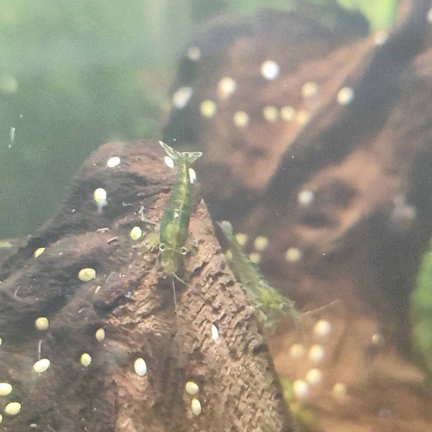 Camarão Neocaridina green