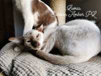 Peterbald koteczka dorosła prawdziwy rodowód WCF