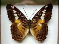 Motyl w ramce 12 x 10 cm. Parthenos sylvia lilacinus .