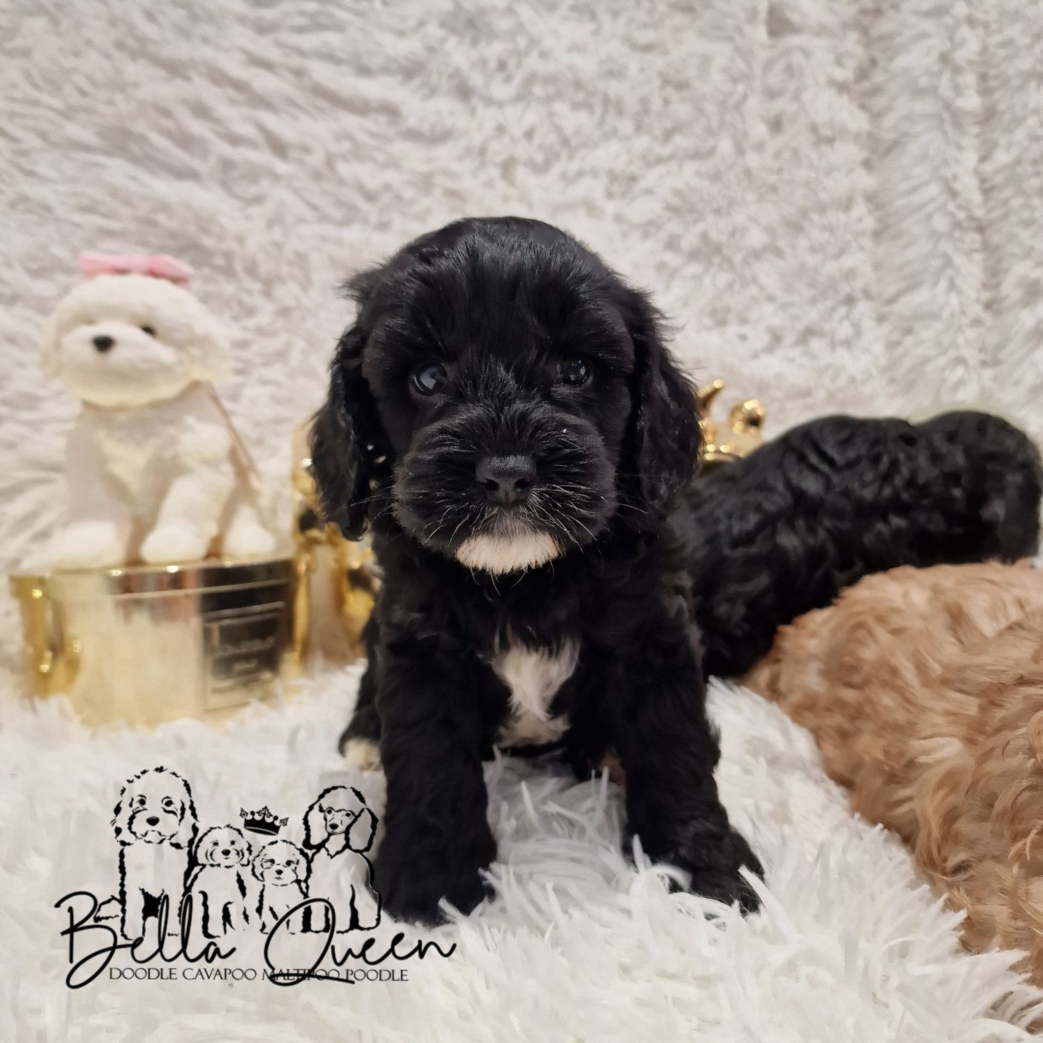 Cavapoo f1 cavadoodle f1 sunia