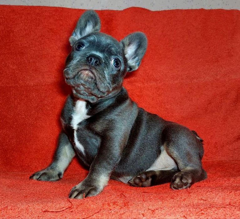 Розкішний красень французик