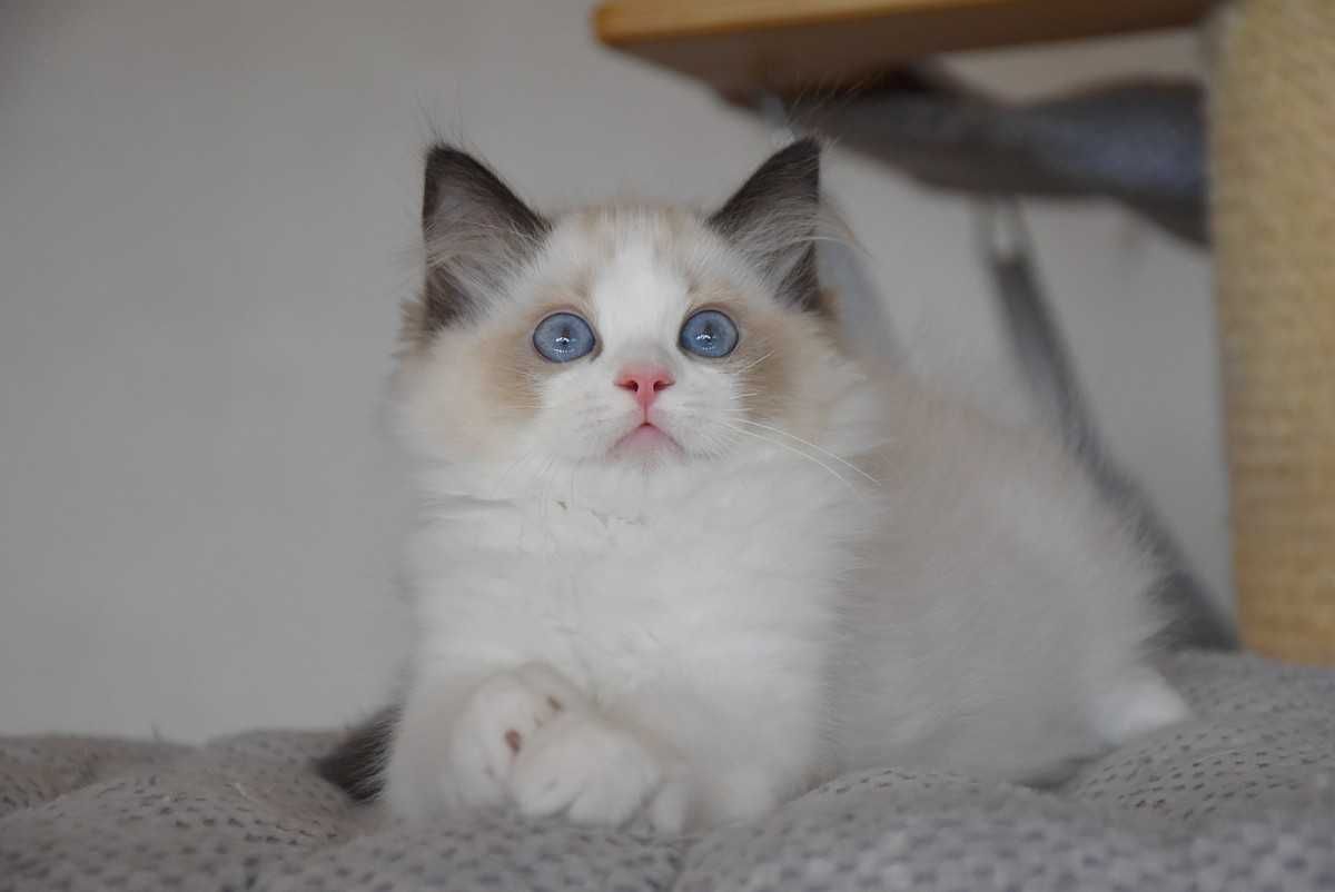 Ragdoll kocurek Simba z rodowodem FIFe - Seal Bicolor