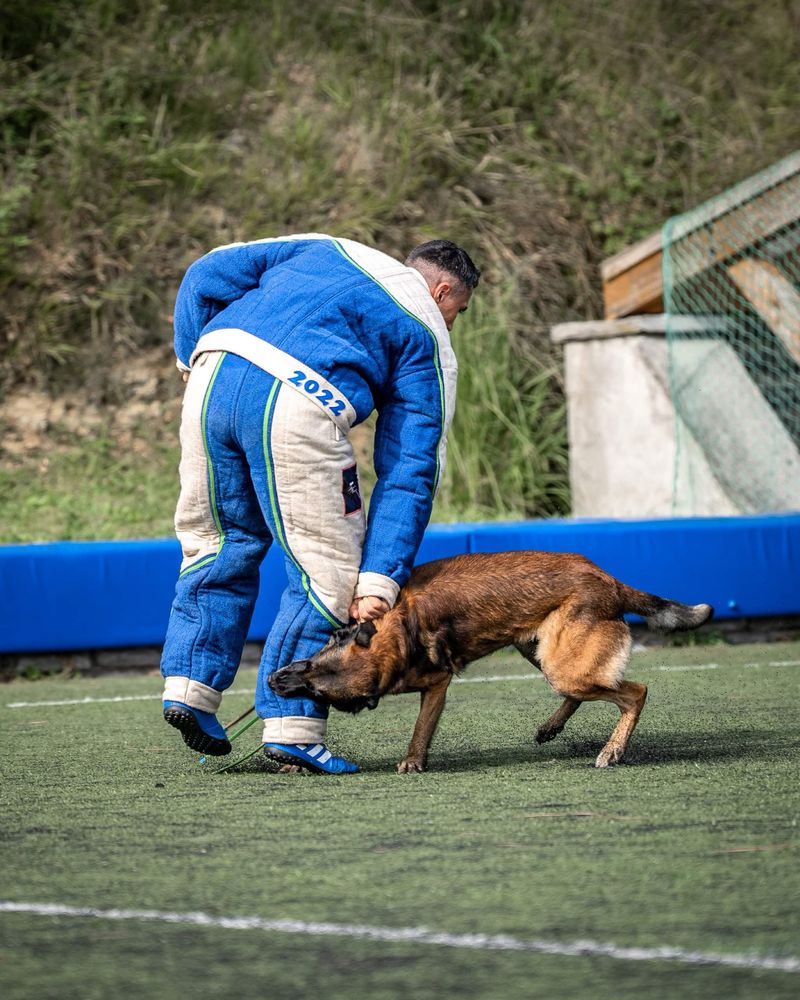 Owczarek belgijski malinois FCI zapowiedz miotu