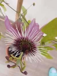 Victoria passiflora Eliot alata kwiaty