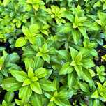 Runianka japońska Zielony Dywan (Pachysandra terminalis) Doniczka 1.0L