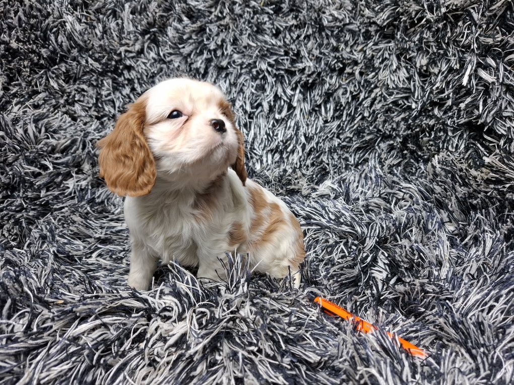 Cavalier king charles spaniel suczka