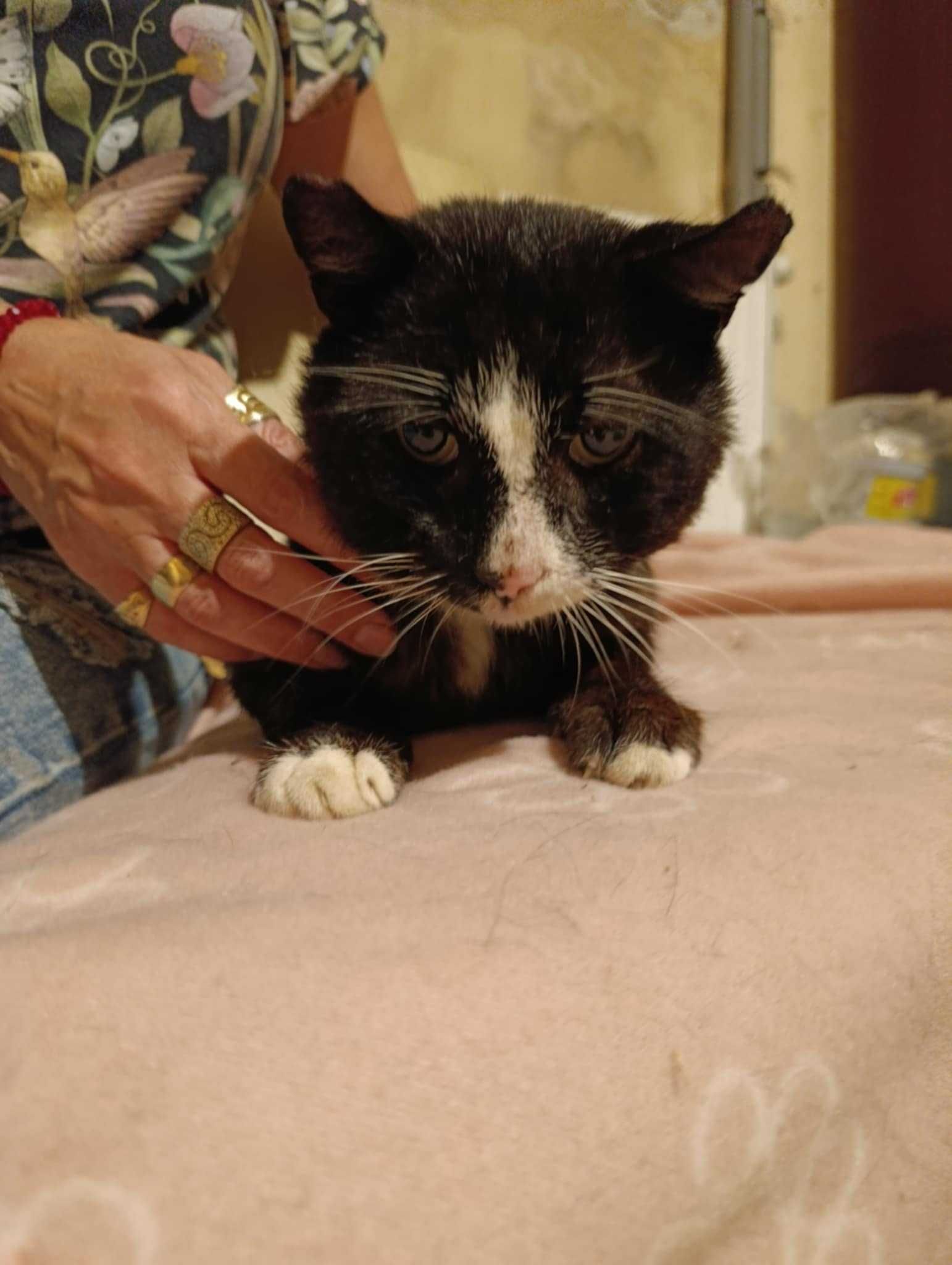 Kocurek 10 lat do pilnej adopcji
