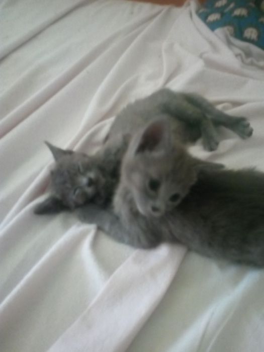 Kocurek rosyjski niebieski