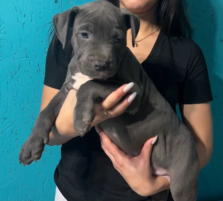 Цуценя хлопчик кобель Амстаффа АСТ американський стаффорд