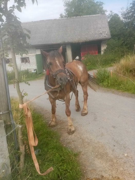 Klacze zimnokrwiste