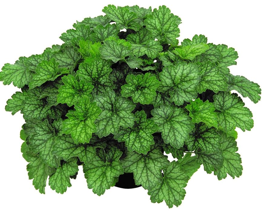 Żurawki w różnych kolorach przepiękne duze sadzonki