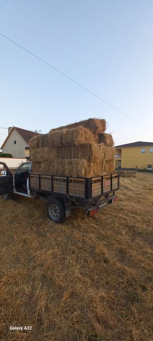 Palha nascidisa de 2025