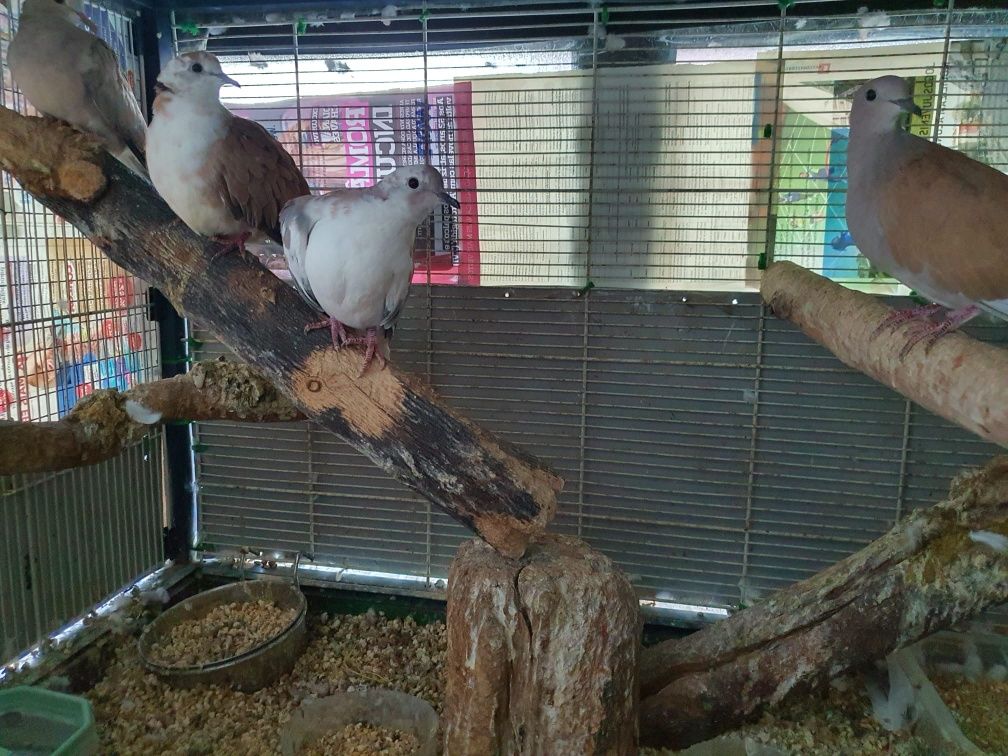 3 rolas lindas mais 4kg ração versse lage