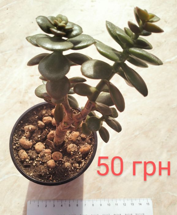 Продам красули (грошові дерева)
