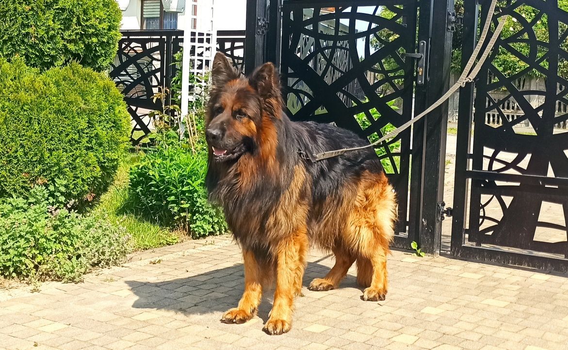Owczarek niemiecki długowłosy (suczka)