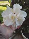 Hibiskus róża chinska